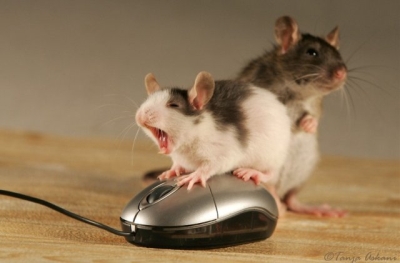 mice.jpg